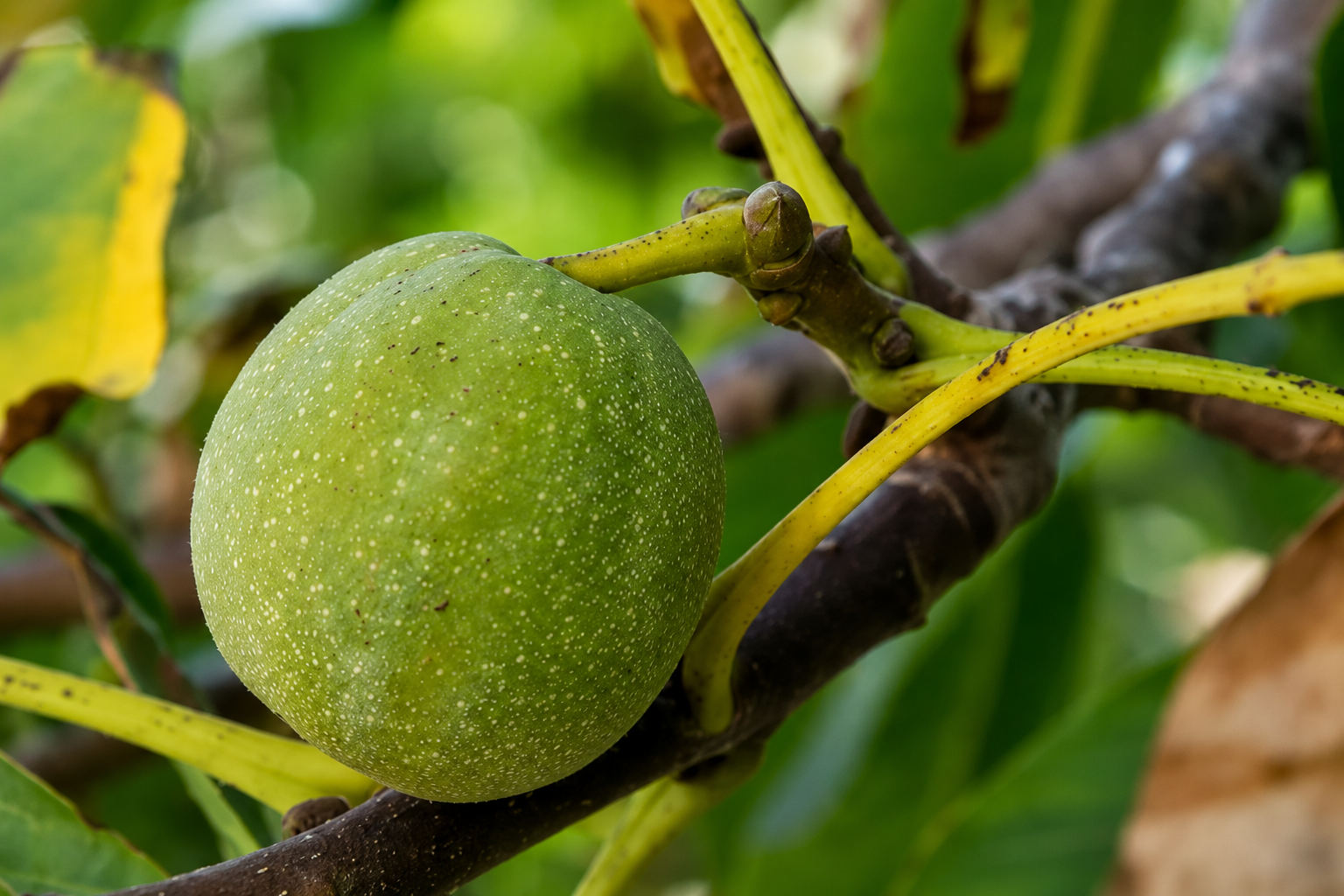Macadamia Royale – Image 2