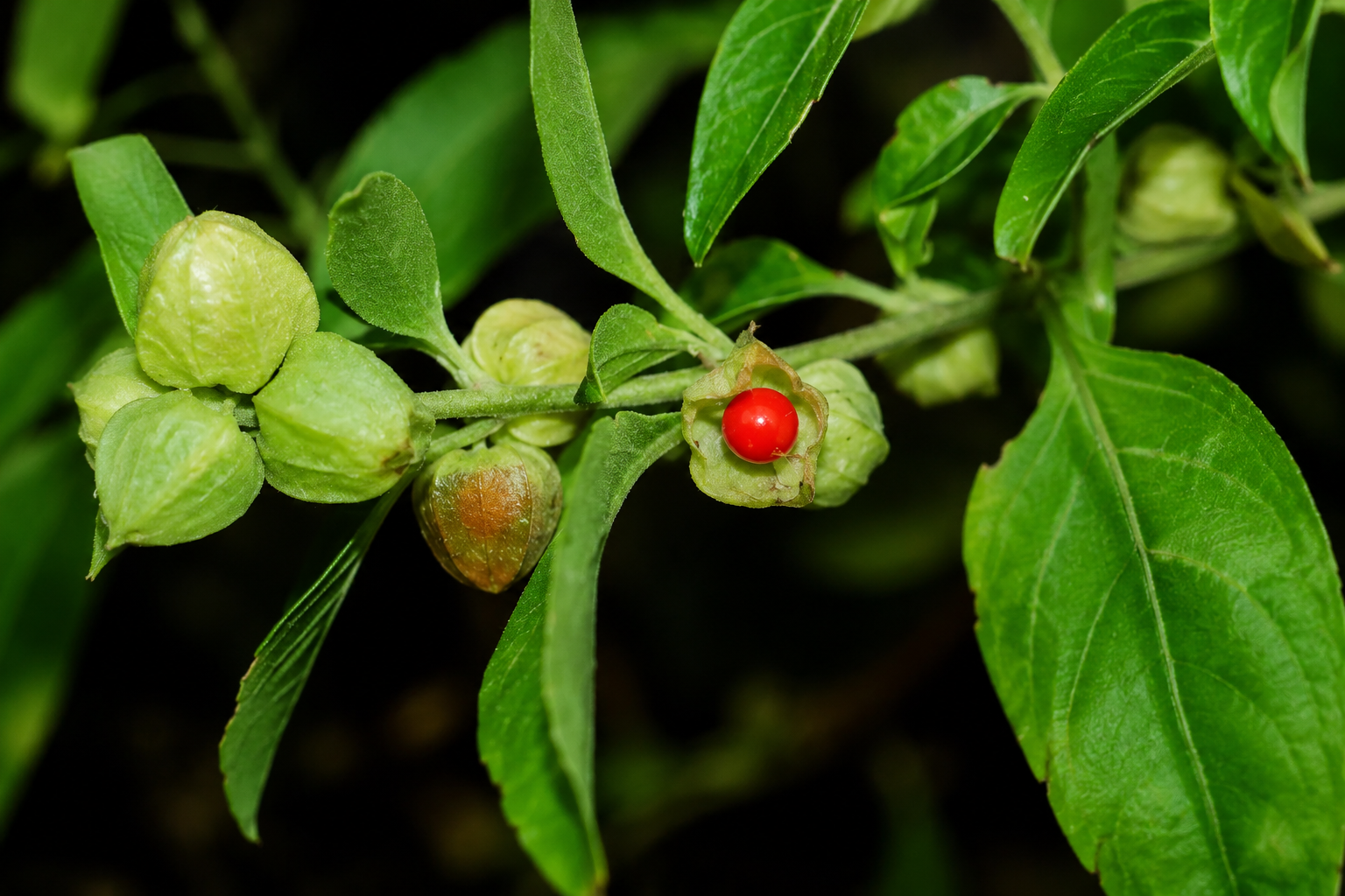 Ashwagandha – Image 3